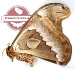 Attacus suparmani