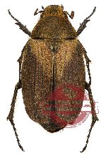 Exolontha tonkinensis