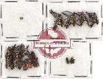 Scientific lot no. 175 Curculionidae (18 pcs)