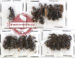 Scientific lot no. 101 Curculionidae (28 pcs)