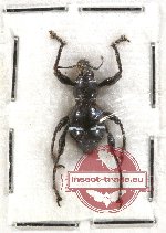 Scientific lot no. 87 Curculionidae (1 pc)