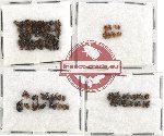 Scientific lot no. 104 Curculionidae (100 pcs)