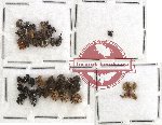 Scientific lot no. 117 Curculionidae (48 pcs)