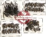 Scientific lot no. 115 Curculionidae (44 pcs)