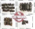 Scientific lot no. 127 Curculionidae (75 pcs)