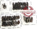 Scientific lot no. 123 Curculionidae (43 pcs)