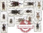 Scientific lot no. 138 Curculionidae (13 pcs)