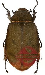 Lepidiota sp. 1