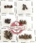 Scientific lot no. 105 Curculionidae (24 pcs)