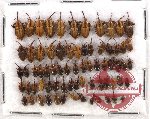 Scientific lot no. 149 Curculionidae (71 pcs)