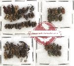 Scientific lot no. 122 Curculionidae (52 pcs)