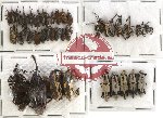 Scientific lot no. 121 Curculionidae (37 pcs)