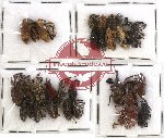 Scientific lot no. 98 Curculionidae (26 pcs)