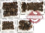 Scientific lot no. 90 Curculionidae (103 pcs)