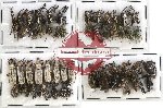 Scientific lot no. 109 Curculionidae (52 pcs)