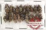 Scientific lot no. 173 Curculionidae (20 pcs)