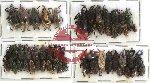 Scientific lot no. 135 Curculionidae (53 pcs)