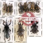 Scientific lot no. 132 Curculionidae (10 pcs - 2pcs A2)