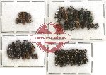 Scientific lot no. 136 Curculionidae (58 pcs)