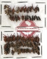 Scientific lot no. 148 Curculionidae (54 pcs)