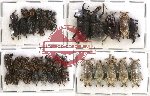 Scientific lot no. 134 Curculionidae (39 pcs)