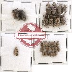 Scientific lot no. 96A Curculionidae (31 pcs)