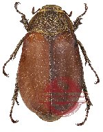 Lepidiota sp. 5