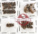 Scientific lot no. 92 Curculionidae (68 pcs)