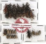 Scientific lot no. 178 Curculionidae (29 pcs)