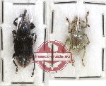 Scientific lot no. 154 Curculionidae (2 pcs - 1 pc A2)