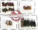 Scientific lot no. 166 Curculionidae (25 pcs)