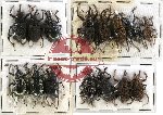 Scientific lot no. 110 Curculionidae (15 pcs)