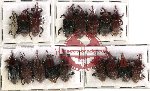 Scientific lot no. 159 Curculionidae (17 pcs)