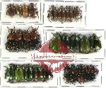 Scientific lot no. 36 Rutelinae (38 pcs)