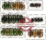 Scientific lot no. 34 Rutelinae (27 pcs)