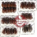 Scientific lot no. 46 Melolonthinae (27 pcs)