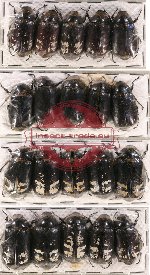 Scientific lot no. 47 Melolonthinae (20 pcs)