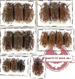 Scientific lot no. 37 Melolonthinae (17 pcs)