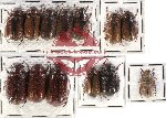 Scientific lot no. 48 Melolonthinae (13 pcs)