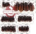 Scientific lot no. 36 Melolonthinae (26 pcs)