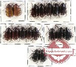 Scientific lot no. 29 Melolonthinae (17 pcs)