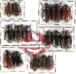 Scientific lot no. 43 Melolonthinae (16 pcs)