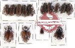 Scientific lot no. 39 Melolonthinae (14 pcs - 3 pcs A2)