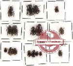 Scientific lot no. 49 Melolonthinae (17 pcs)