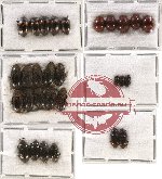 Scientific lot no. 110 Tenebrionidae (28 pcs)