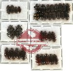 Scientific lot no. 109 Tenebrionidae (35 pcs - 2 pcs A2)