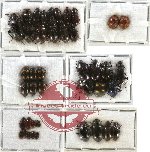 Scientific lot no. 106 Tenebrionidae (42 pcs)