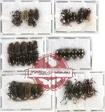 Scientific lot no. 111 Tenebrionidae (32 pcs)