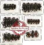 Scientific lot no. 113 Tenebrionidae (27 pcs A-, A2)