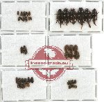 Scientific lot no. 8 Nitidulidae (46 pcs)